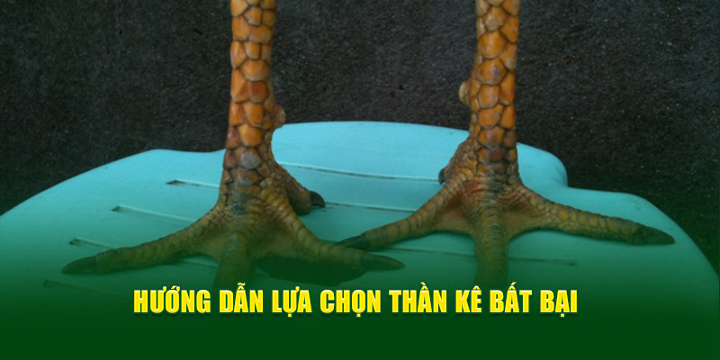 Hướng dẫn lựa chọn thần kê bất bại